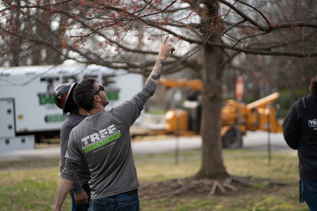 Tree Removal Specialist In SC Tree Dimensions Free Estimates
